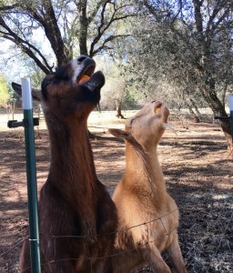 Enjoying apples. 