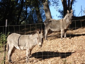 donkeys