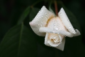 white rose