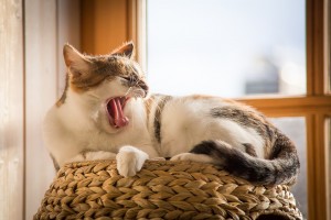 cat yawn